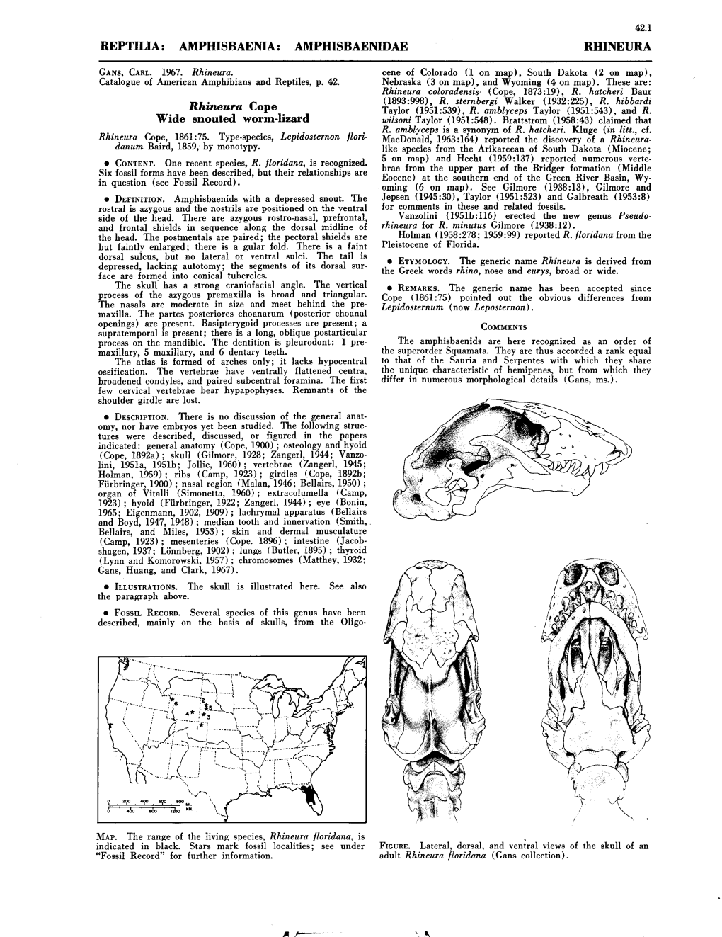 Wide Soouted Worm-Lizard Wilsoni Taylor (1951:548)