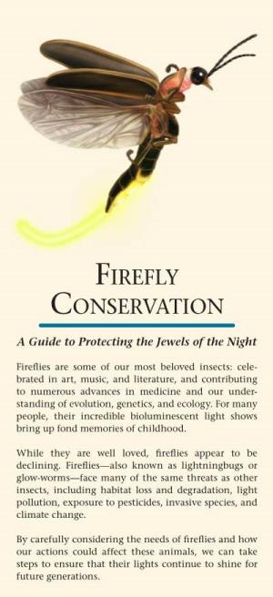 Firefly Conservation