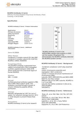 NCAPD3 Antibody (C-Term) Affinity Purified Rabbit Polyclonal Antibody (Pab) Catalog # AP16786B