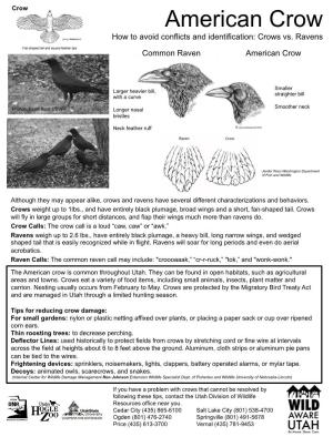 American Crow How to Avoid Conflicts and Identification: Crows Vs