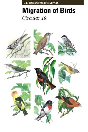 Migration of Birds Circular 16