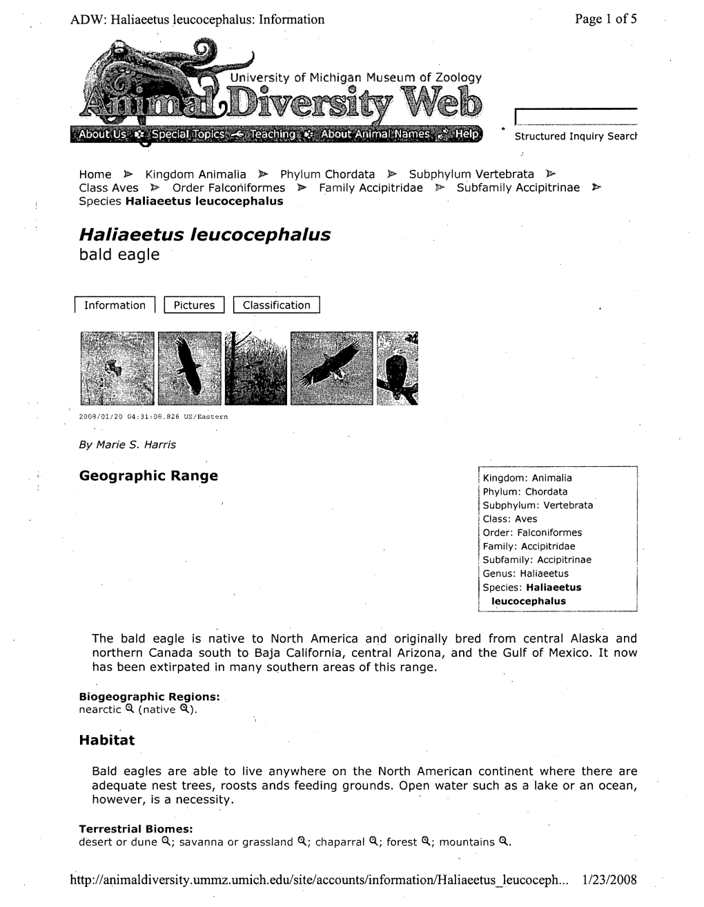 Information on Haliaeetus Leucocephalus