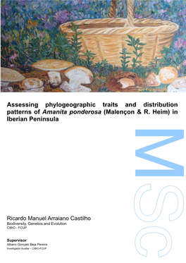 Assessing Phylogeographic Traits and Distribution Patterns of Amanita Ponderosa (Malençon & R