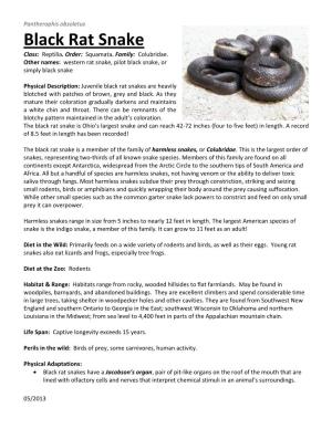 Black Rat Snake Class: Reptilia