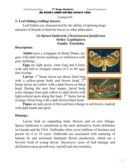 Lecture 03 2- Leaf Folding (Rolling) Insects: Leaf Folders Are