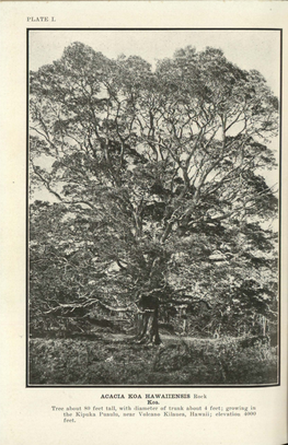 PLATE 1. ACACIA KOA HAWAIIENSIS Rock Koa. Tree About 80