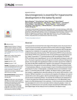 Gluconeogenesis Is Essential for Trypanosome Development in the Tsetse Fly Vector