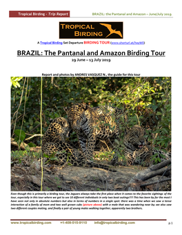 BRAZIL: the Pantanal and Amazon Birding Tour 29 June – 13 July 2019