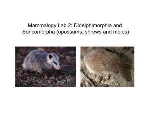 Mammalogy Lab 2: Didelphimorphia and Soricomorpha (Opossums