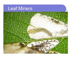 Leaf Miners Leaf Miner Types