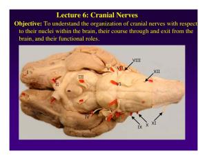 Lecture 6: Cranial Nerves