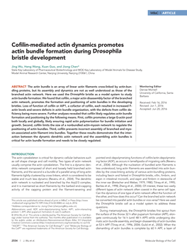 Cofilin-Mediated Actin Dynamics Promotes Actin Bundle Formation During Drosophila Bristle Development