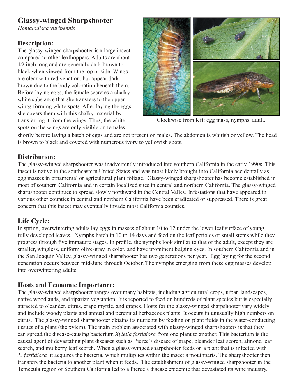 Glassy-Winged Sharpshooter Homalodisca Vitripennis