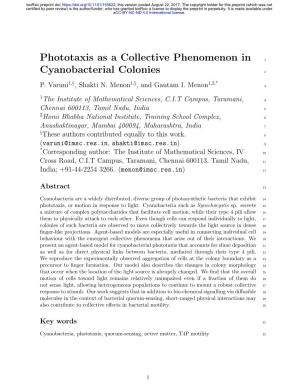 Phototaxis As a Collective Phenomenon in Cyanobacterial