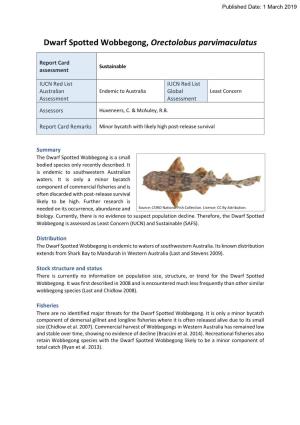 Dwarf Spotted Wobbegong, Orectolobus Parvimaculatus