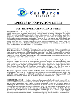 Sea Watch Foundation – Northern Bottlenose Whale in UK Waters