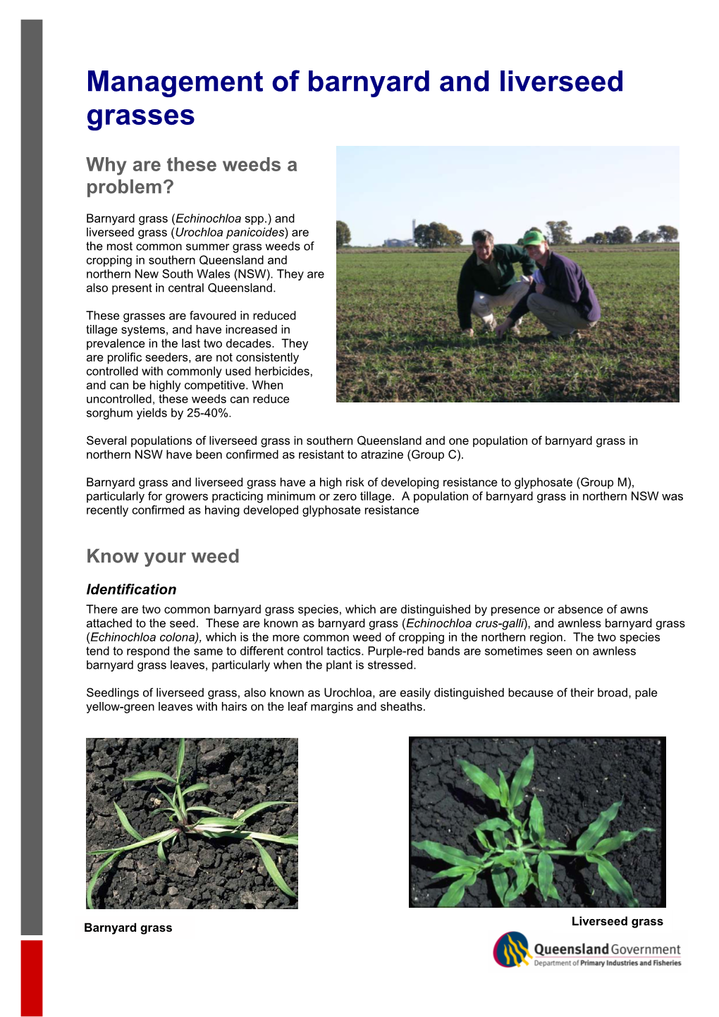 Managing Barnyard and Liverseed Grasses