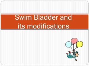 Swim Bladder and Its Modifications Swim Bladder