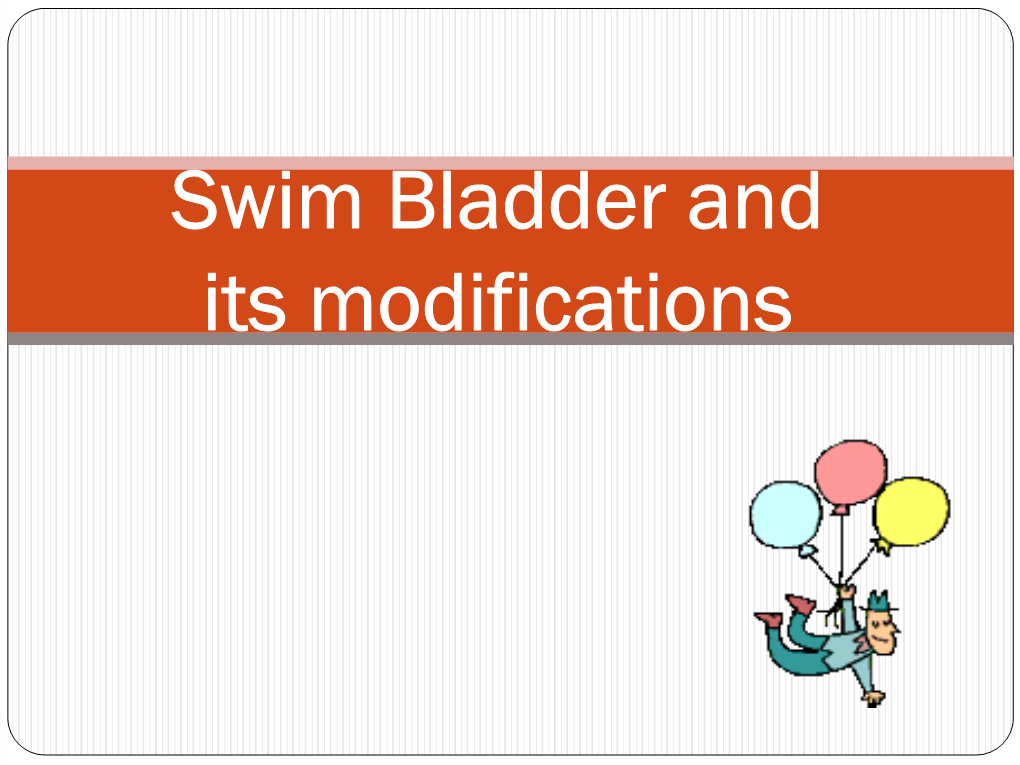 Swim Bladder And Its Modifications Swim Bladder 