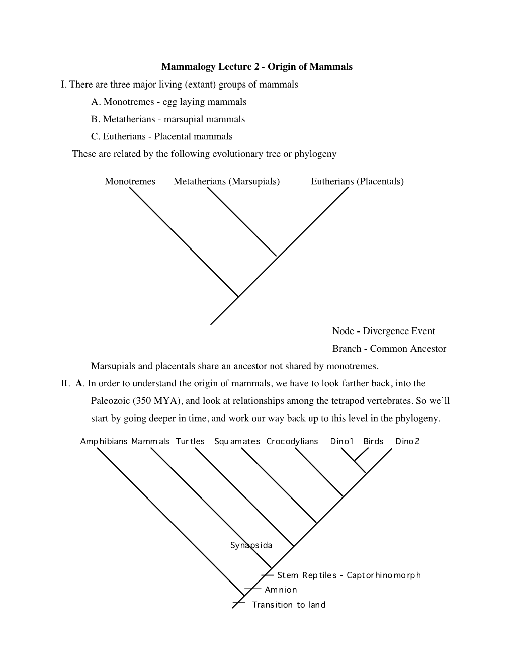 Mammalogy Lecture 2 - Origin of Mammals I