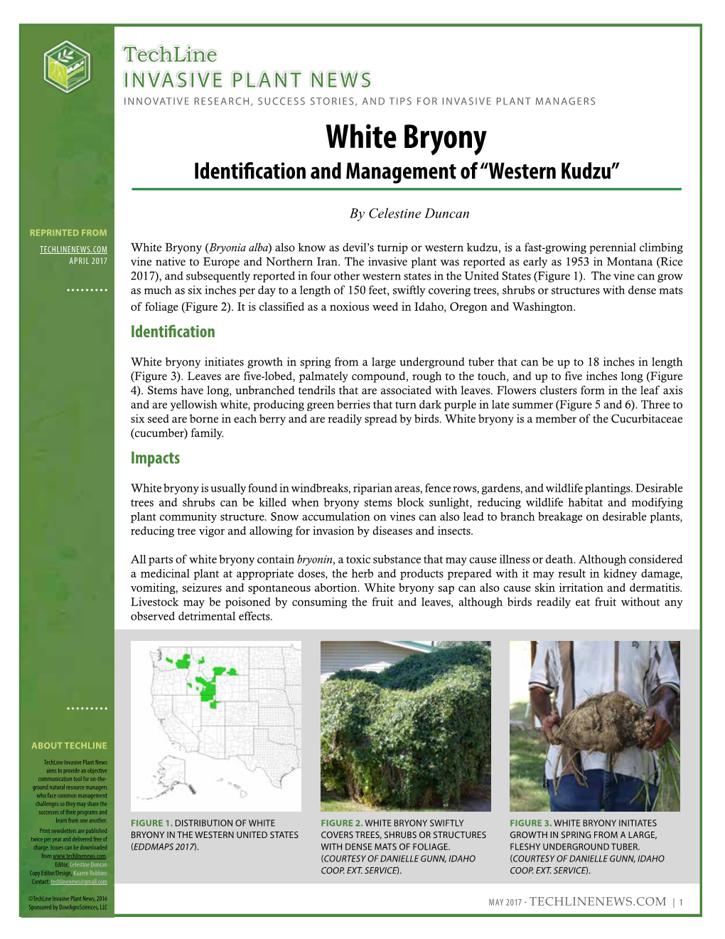White Bryony Identification and Management of “Western Kudzu”