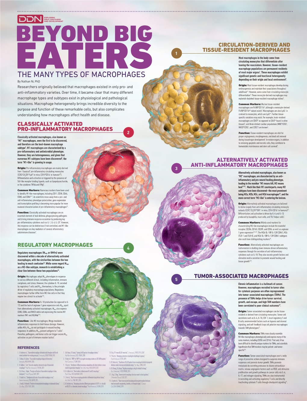 33653-Macrophages-GB-P4.Pdf