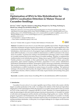 Optimization of RNA in Situ Hybridization for Mrna Localization Detection in Mature Tissue of Cucumber Seedlings