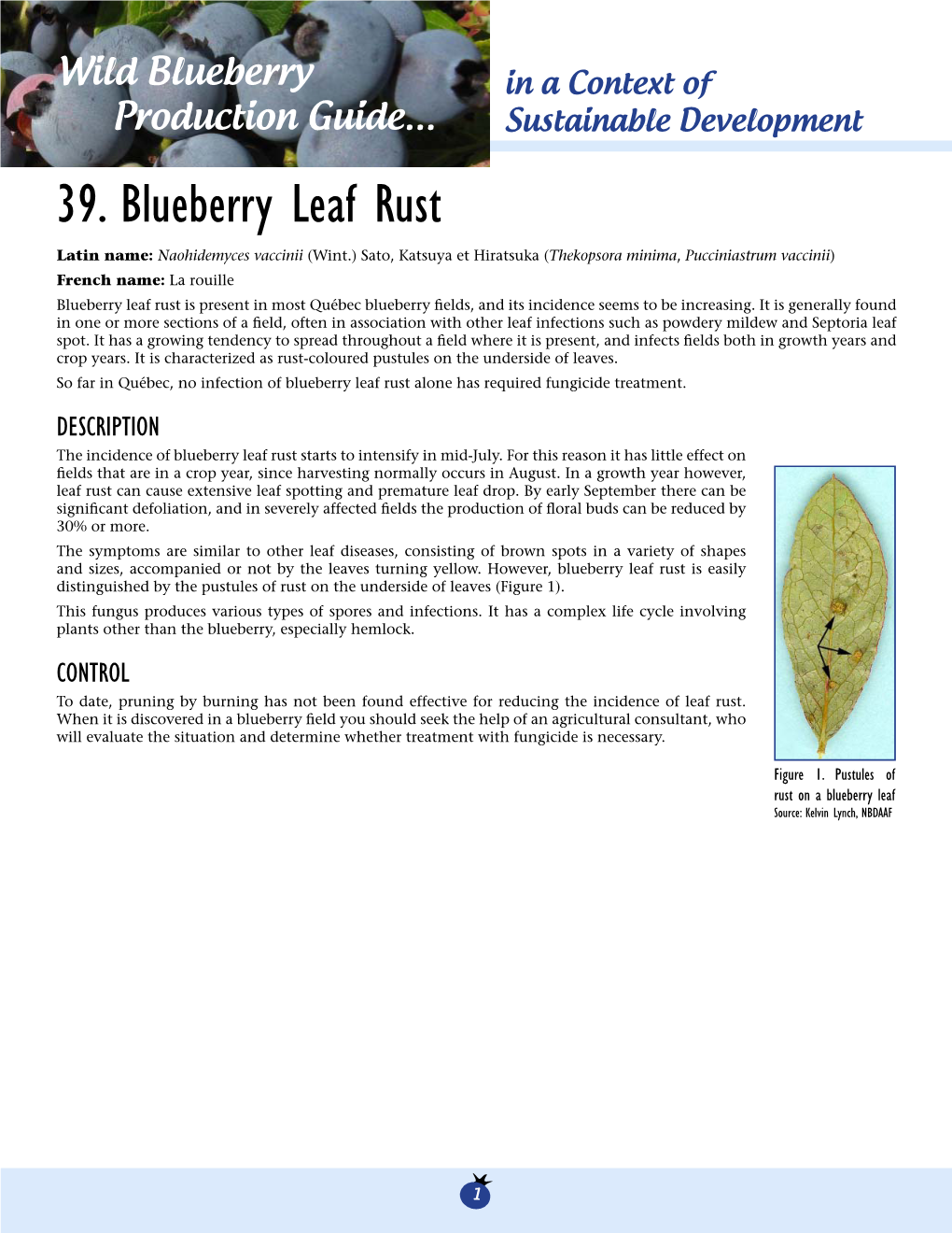 39. Blueberry Leaf Rust