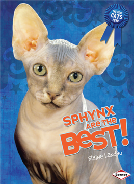 A Super Show Cat Do You Want a Feline That You Can Enter in Cat Shows? Sphynx Cats Are Natural Show-Offs