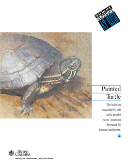 Painted Turtle