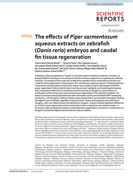 The Effects of Piper Sarmentosum Aqueous Extracts on Zebrafish