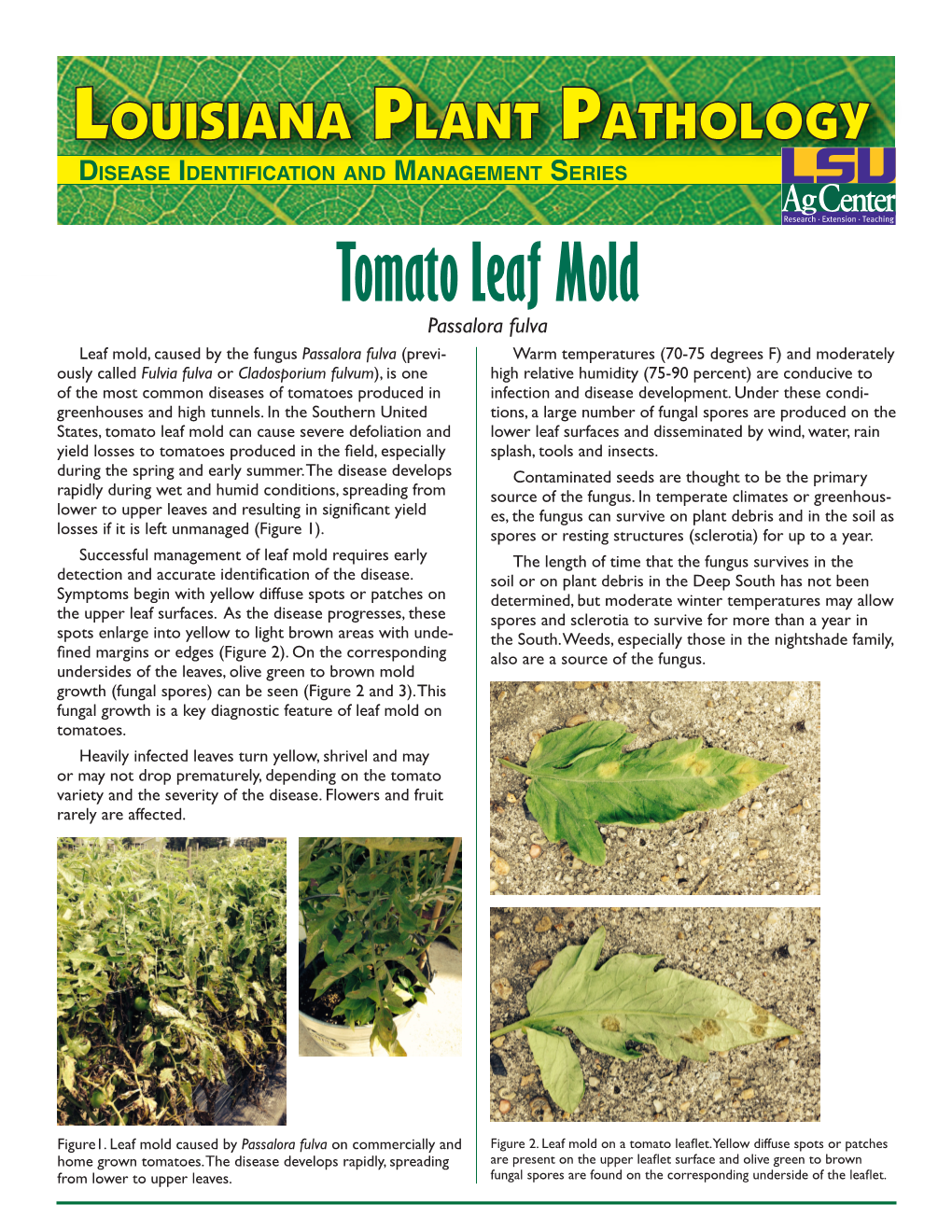 Tomato Leaf Mold