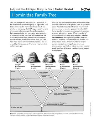 Hominidae Family Tree