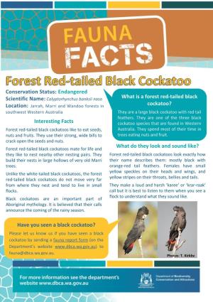 What Is a Forest Red-Tailed Black Cockatoo? Interesting Facts What