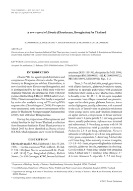 A New Record of Ehretia (Ehretiaceae, Boraginales) for Thailand