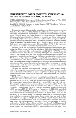 INTERMEDIATE EGRET (Egretta Intermedia) in the ALEUTIAN