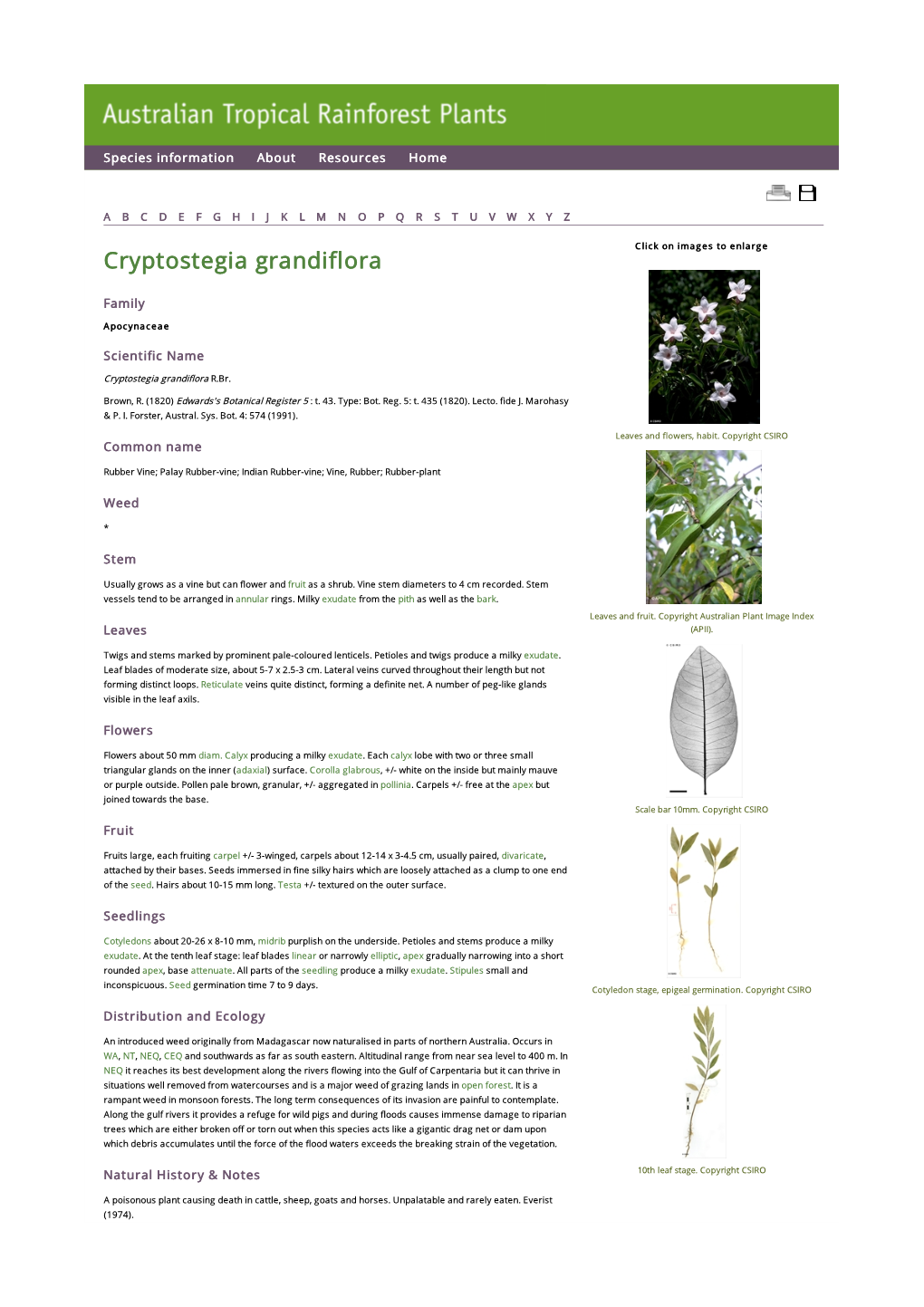 Cryptostegia Grandiflora Click on Images to Enlarge
