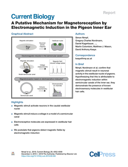 A Putative Mechanism for Magnetoreception by Electromagnetic Induction in the Pigeon Inner Ear