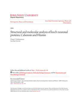 Structural and Molecular Analysis of Leech Neuronal Proteins, Calsensin and Filamin Deepa V