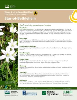Star-Of-Bethlehem