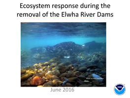 Dam Removal & the Elwha River