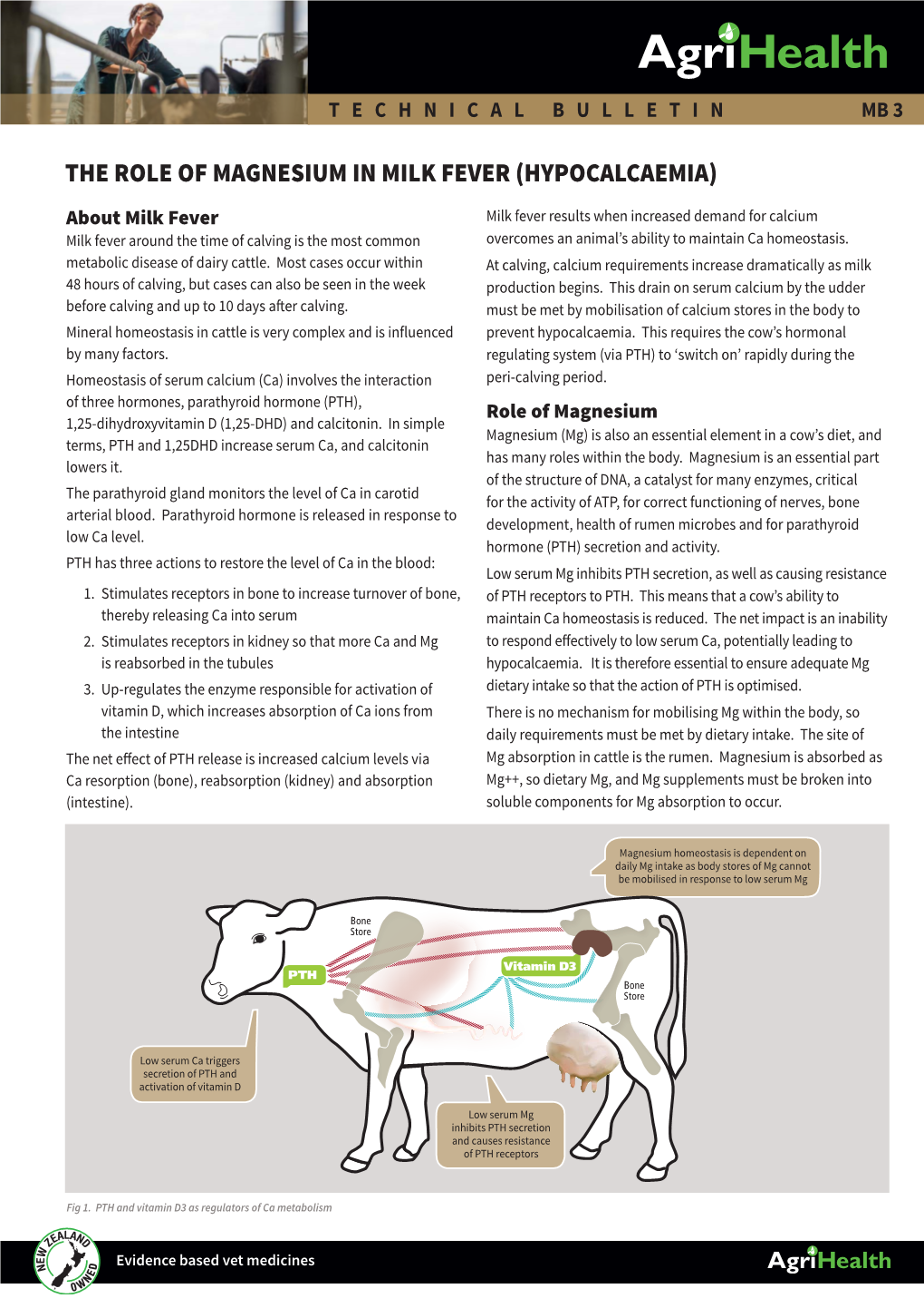 The Role of Magnesium in Milk Fever (Hypocalcaemia)