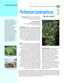 Parthenium Hysterophorus