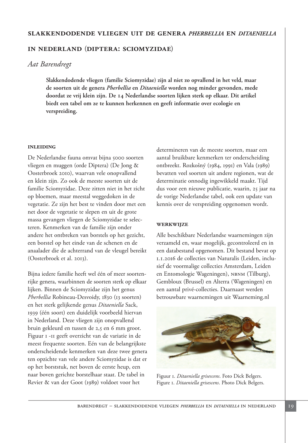 Slakkendodende Vliegen Uit De Genera Pherbellia En Ditaeniella in Nederland (Diptera: Sciomyzidae) Aat Barendregt