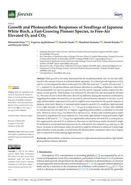 Growth and Photosynthetic Responses of Seedlings of Japanese White Birch, a Fast-Growing Pioneer Species, to Free-Air Elevated O3 and CO2