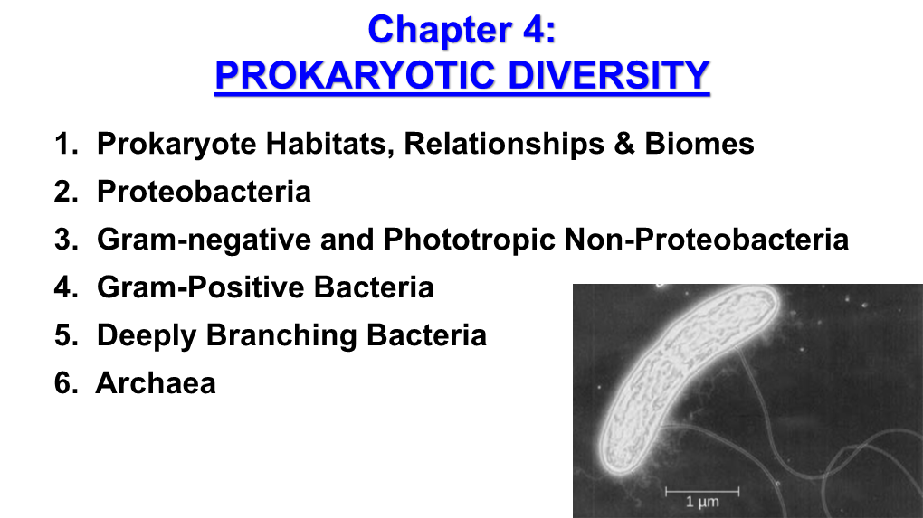 Chapter 4: PROKARYOTIC DIVERSITY