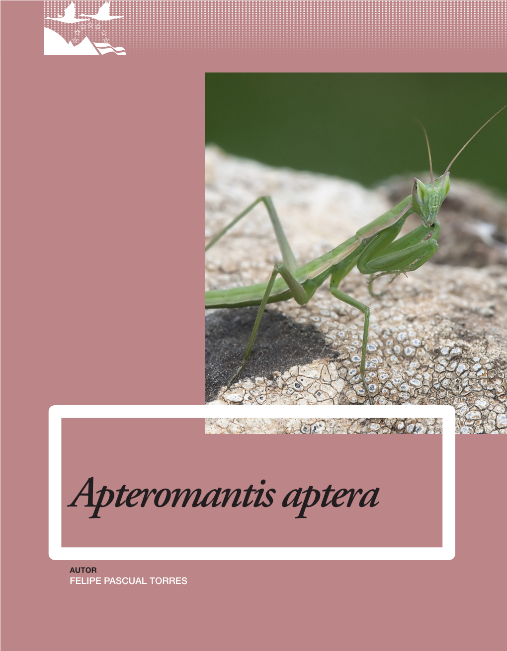 Apteromantis Aptera