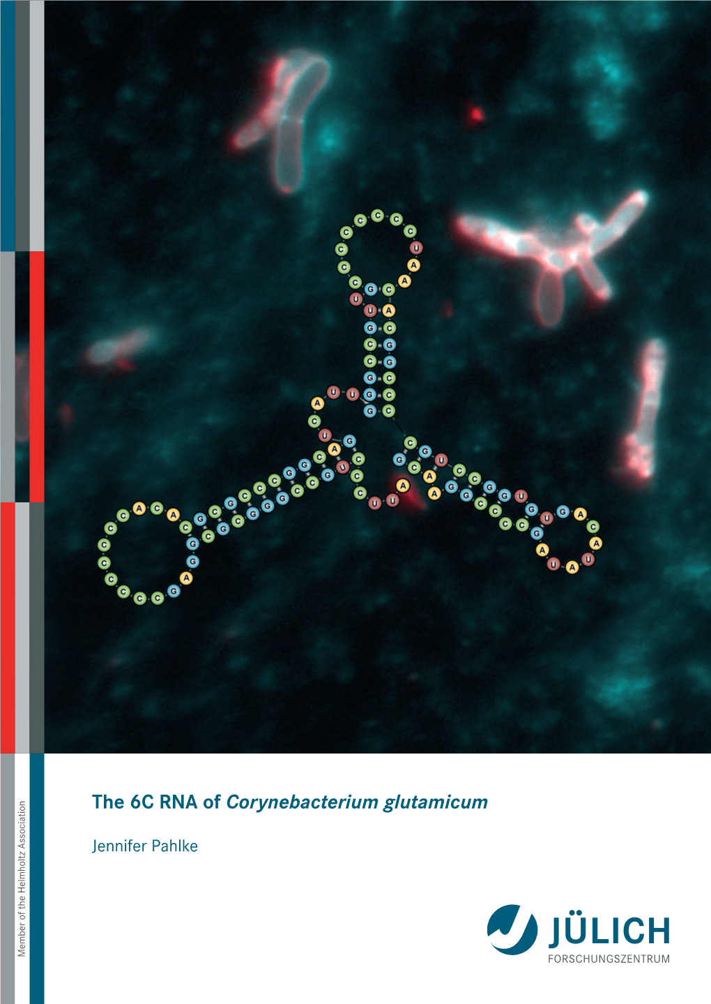 The 6C RNA of Corynebacterium Glutamicum
