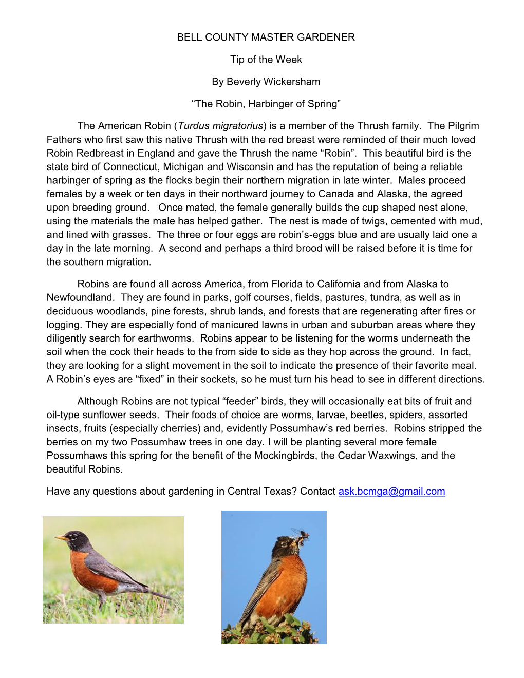 The American Robin (Turdus Migratorius) Is a Member of the Thrush Family