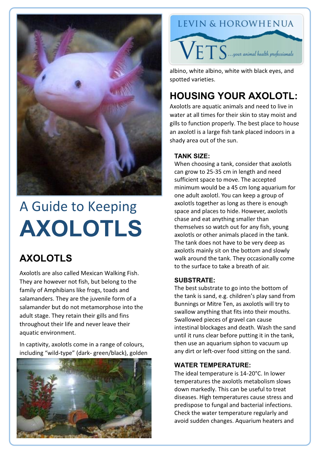 Axolotls Are Aquatic Animals and Need to Live in Water at All Times for Their Skin to Stay Moist and Gills to Function Properly